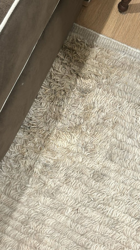 Oasis Carpet Pros Oasis Carpet Pros Area Rug 2